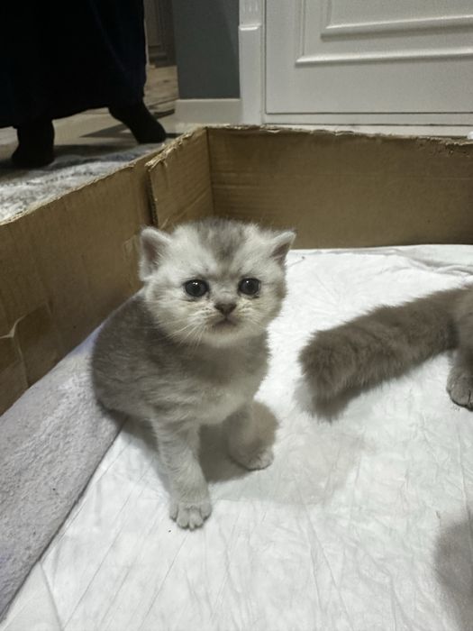 Juda zoravon jinsiy porno