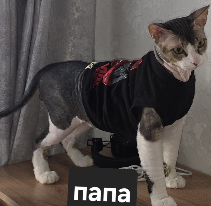 Продам котят,метисы