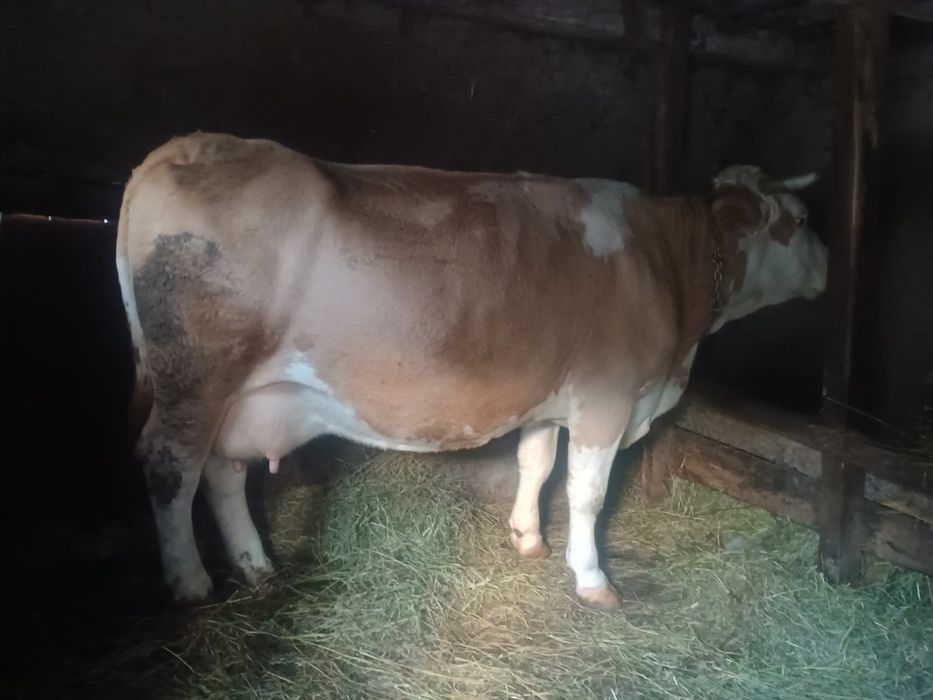 Vând vaca de 6 ani gestanta de 6 luni cu 13 litri de lapte la zi