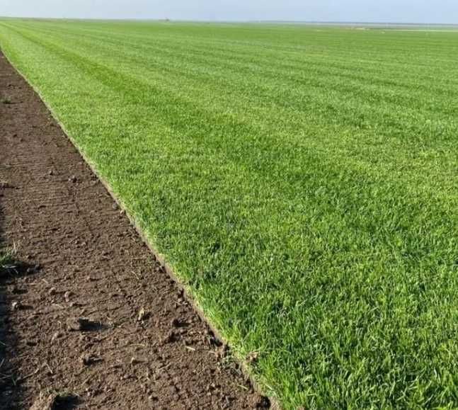 Gazon Rulou Sisteme de Irigare