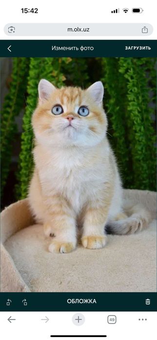 Вязка чистокровного ny12