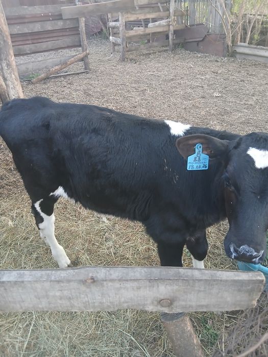 Продаётся телёнок