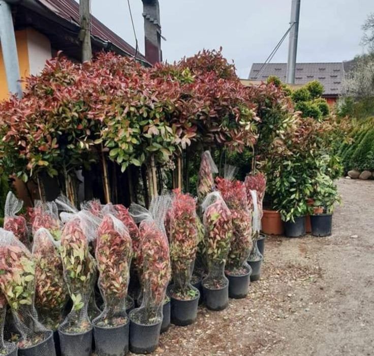 Plante decorative