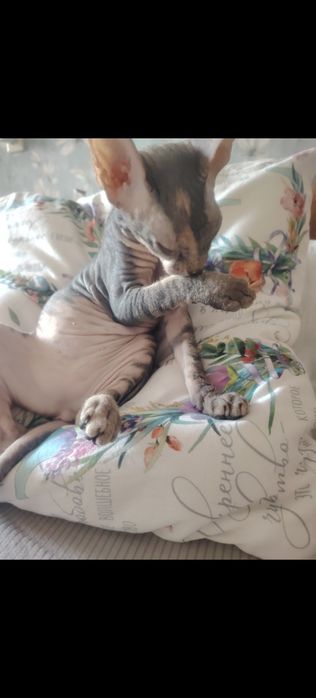 Котенок девочка 25.04.26