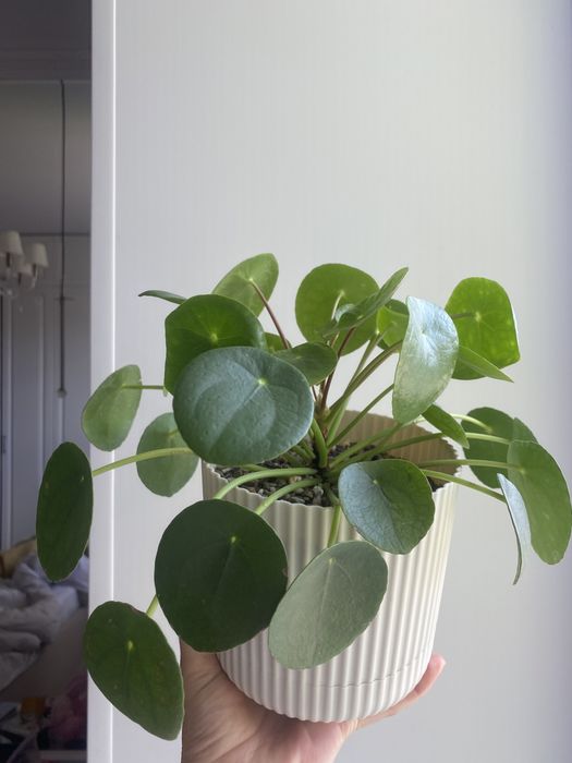 Детки отростки пилеи пилея