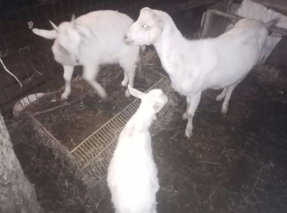 Продам козу и 2 козлята