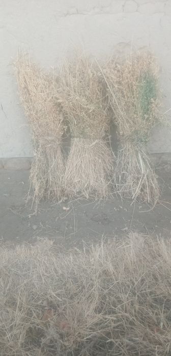 Йуринжо сотилади култаси 3800 дан