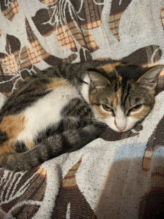 Отдам кошку в хорошие руки