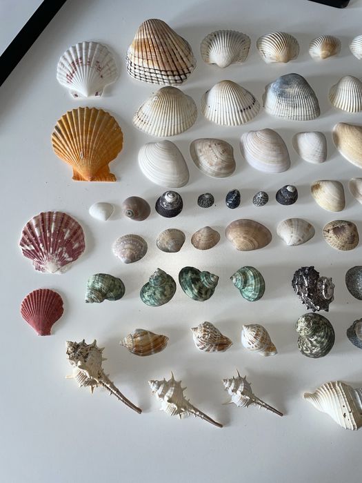 Ракушки морские, настоящие