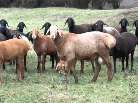 Корпоративтік кеште трусисыз төменгі юбка бейне