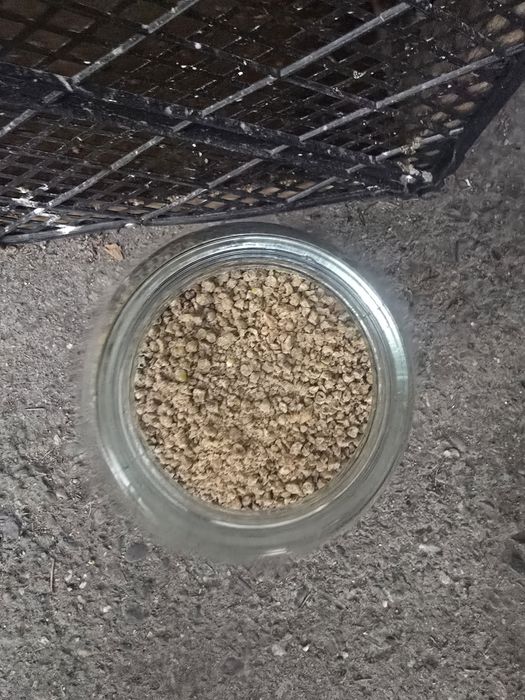 Утки почти месяц  продам по 2500