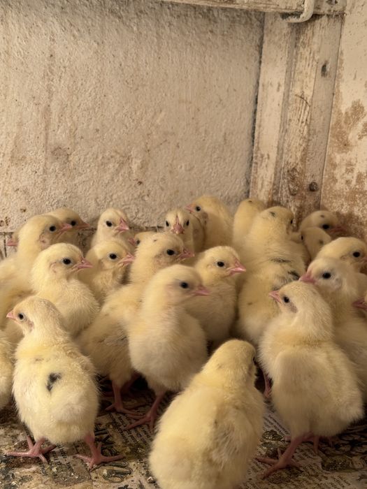 Продаю цыплята  Коралл Ник