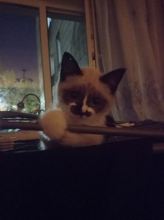 Котёнок в добрые руки !