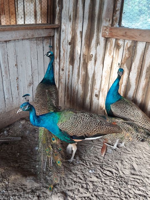 Vând Păuni Masculi