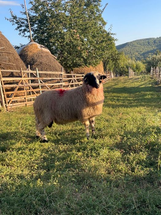 Berbecuți de vânzare