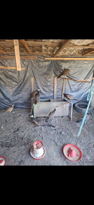 Pauni si fazani de vinzare