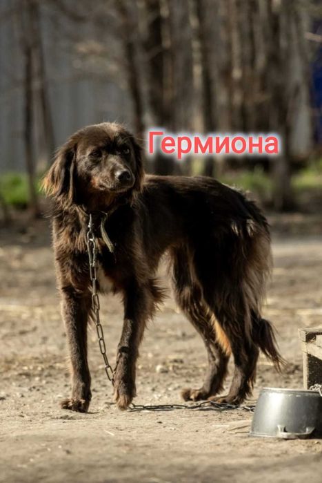 Дарю в добрые и ответственные руки