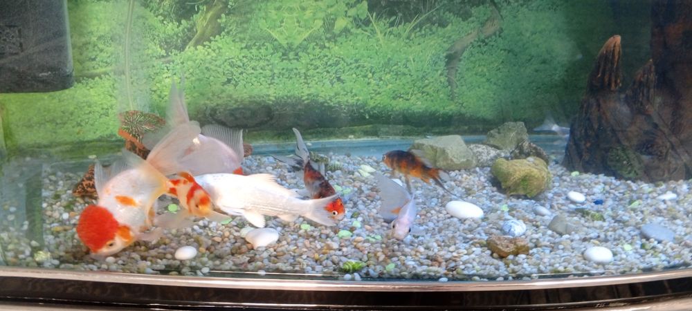 Аквариум 500л с рыбками