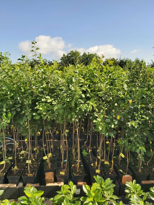 Pomi fructiferi si arbusti fructiferi in ghiveci