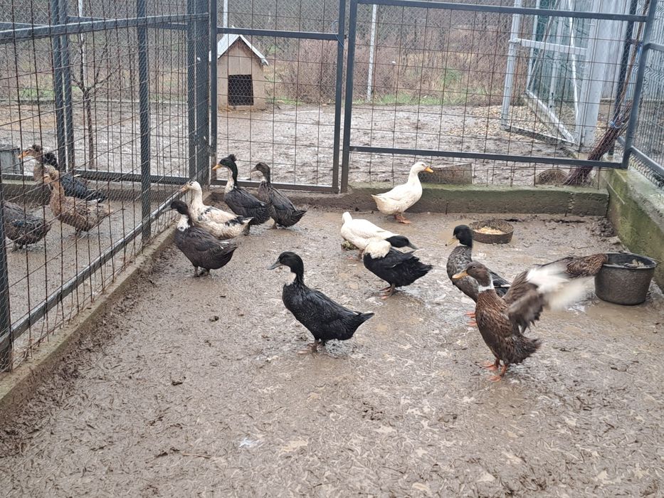 Vând rațe românești tinere