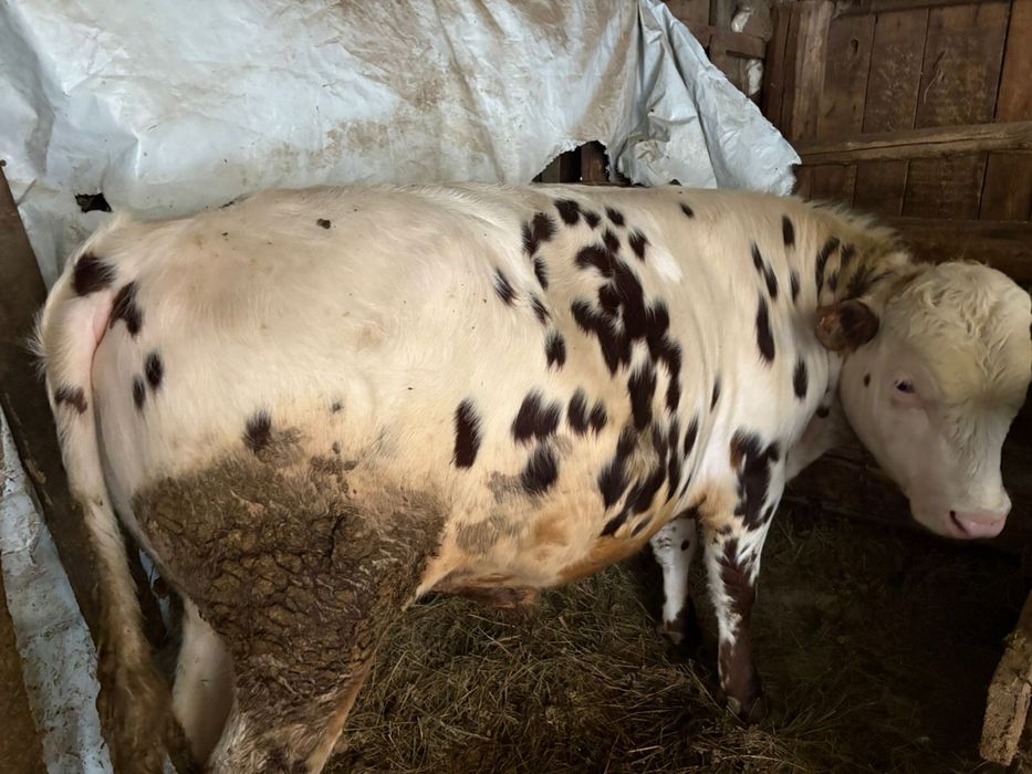 Продам бычков бело головые