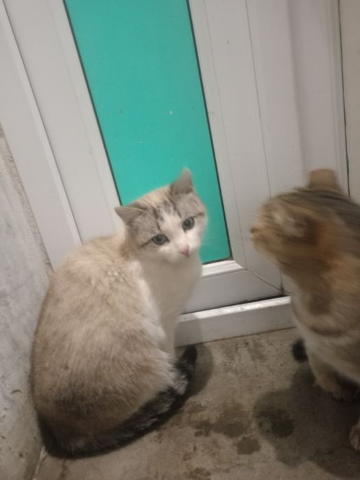 Кошечки в добрые руки