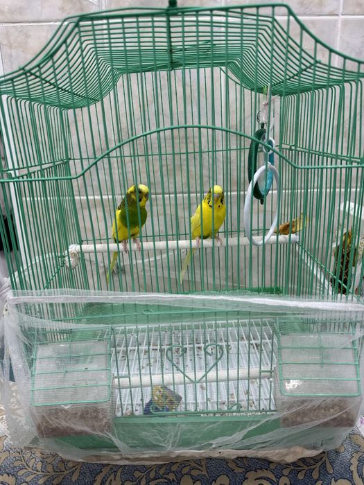 Продам 2 волнистых попугаев