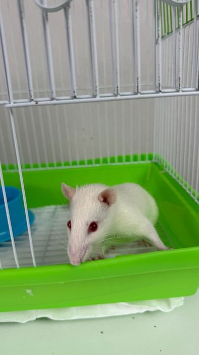 крыса в добрые руки