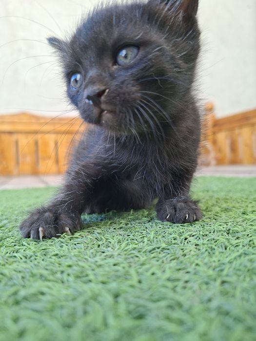 Отдам котят парами даром