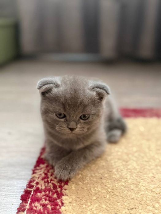 продаются котята.