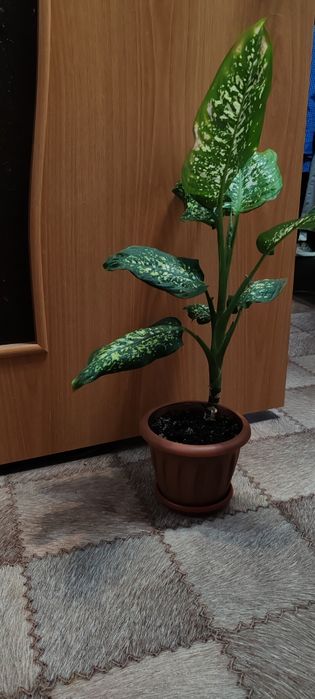 Продам недорого.