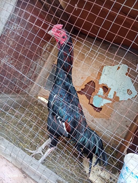 Продам Бойцовых Петухов