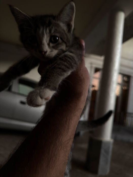 Котёнок бесплатно