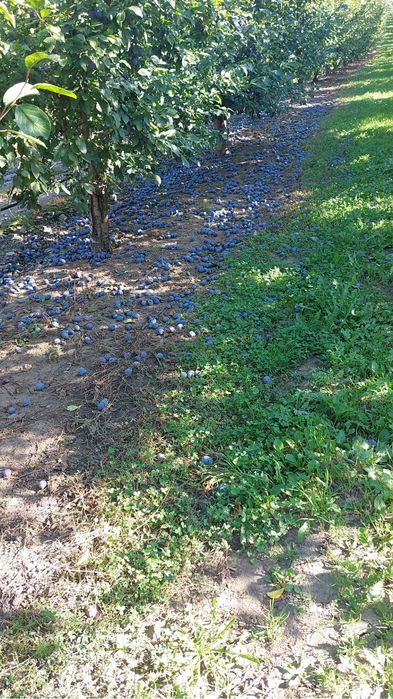 Prune pt consum si tuica