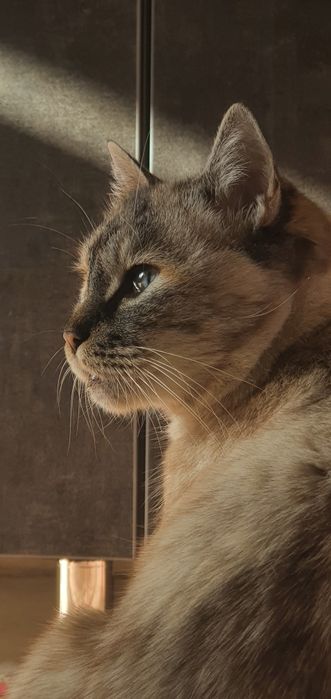 Mushuk bolalari sotiladi