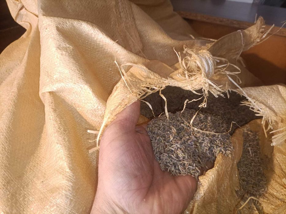 vand lavanda uscata en gros