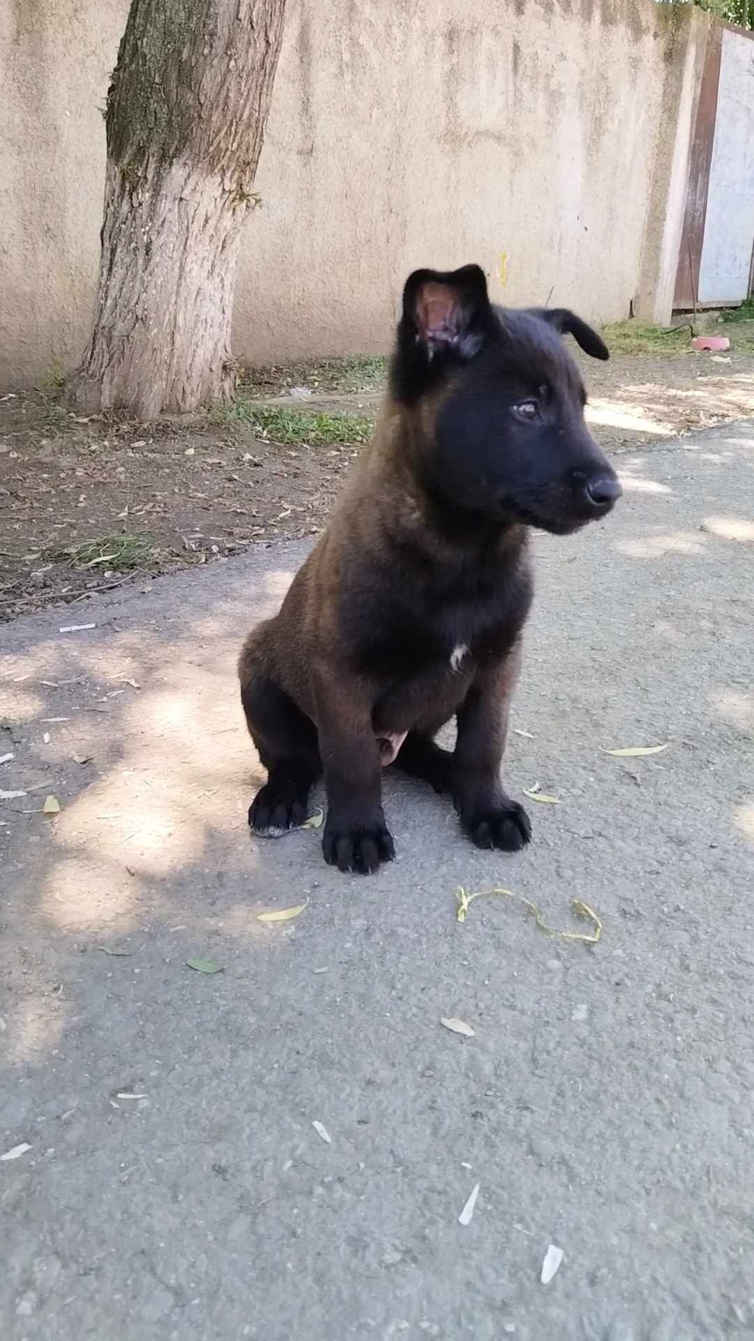 Ciobanesc belgian malinois Otopeni • OLX.ro