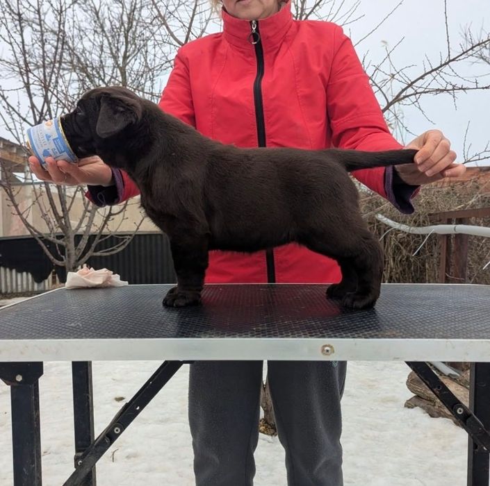 Милейшие Щенки Лабрадора