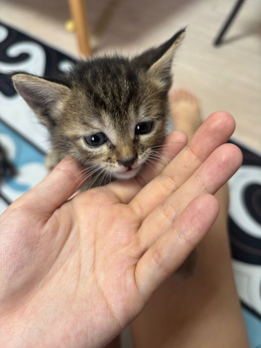 котики  , отдам в хорошие руки.