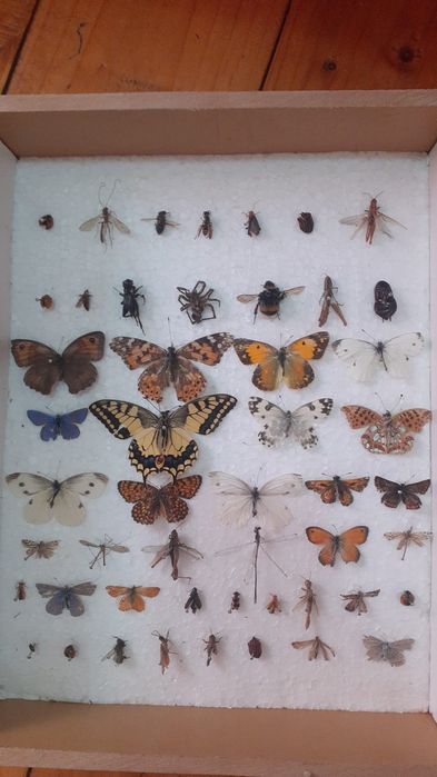 Insectar scola pt elevi si studenti