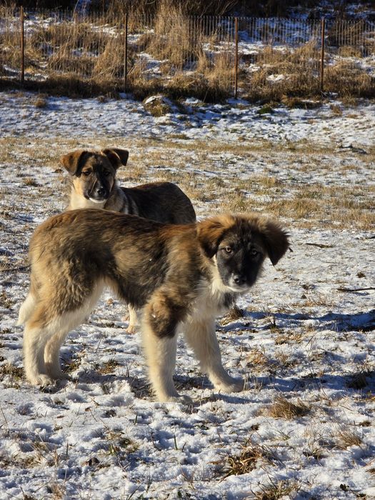 NOU Căței pentru adopție –nascuti la munte, caută familie