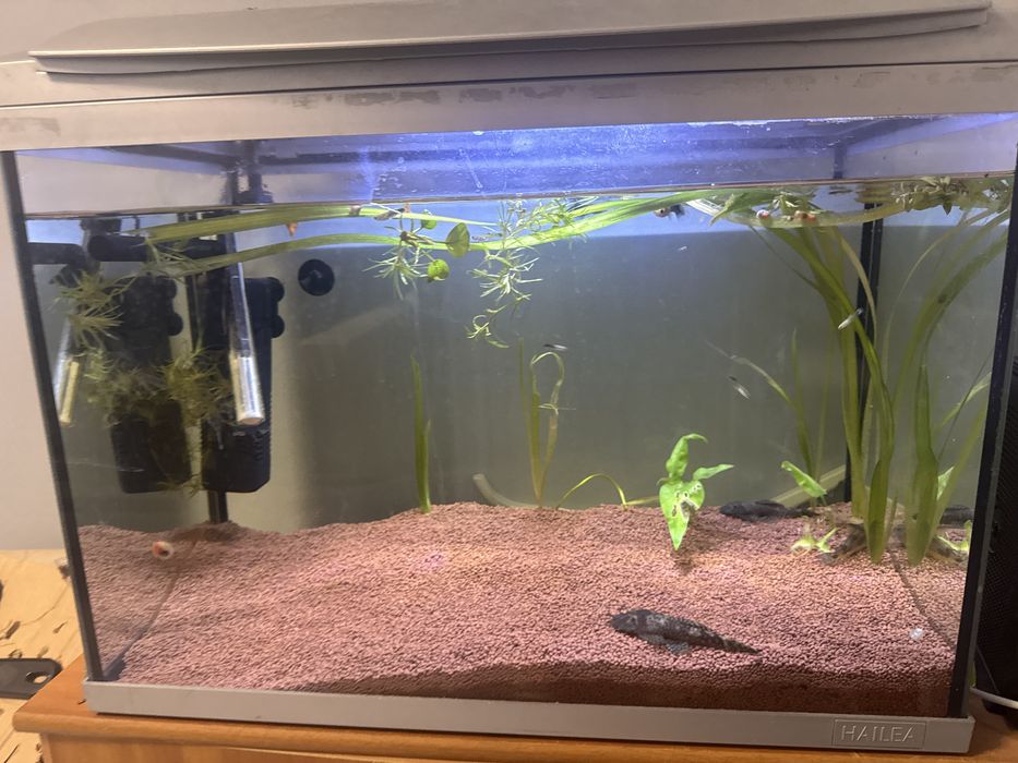 acvariu 60 litri