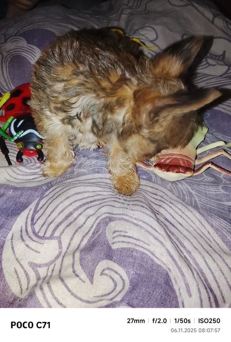 Щенок йоркширский терьер