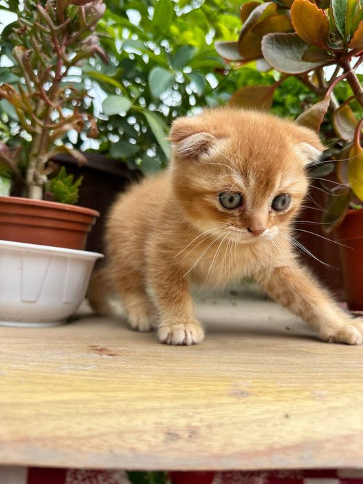 Scottish fold mushukcha sotiladi