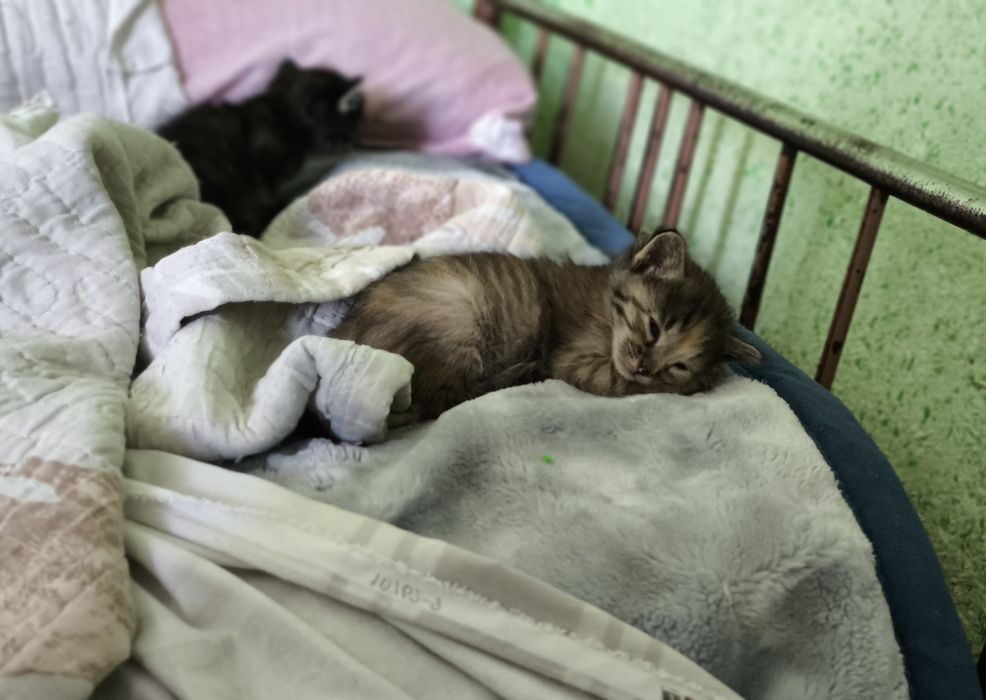 Отдаём котят в добрые руки!