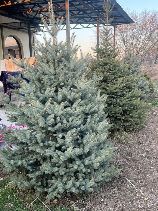 Голубая ёлка высота разные