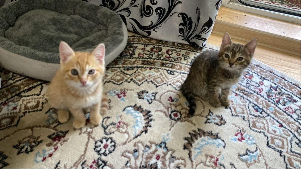 Отдаем котят в хорошие руки