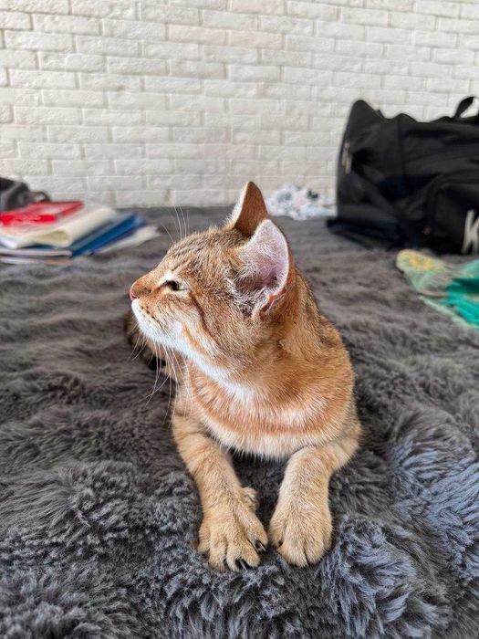 Молодая кошечка ищет дом