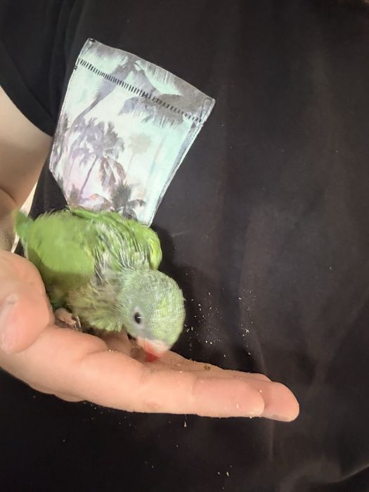 Pui blanzi papagali vorbitori micul alexandru crescuti la seringa