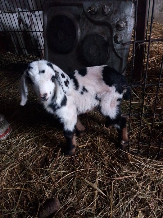 Молочная коза с козленком.